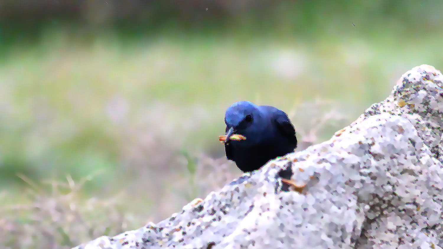 Blue Rock-Thrush